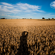 Wheatfields